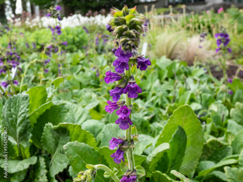 The Dragonmouth or Pyrenean dead-nettle (Horminum pyrenaicum) blooming with violet-blue, dark purple tubular flowers in summer