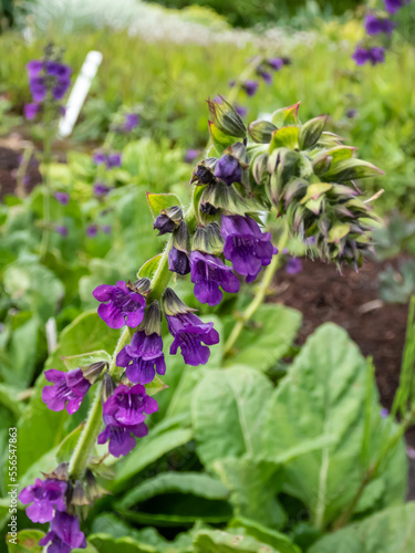 The Dragonmouth or Pyrenean dead-nettle (Horminum pyrenaicum) blooming with violet-blue, dark purple tubular flowers in summer photo