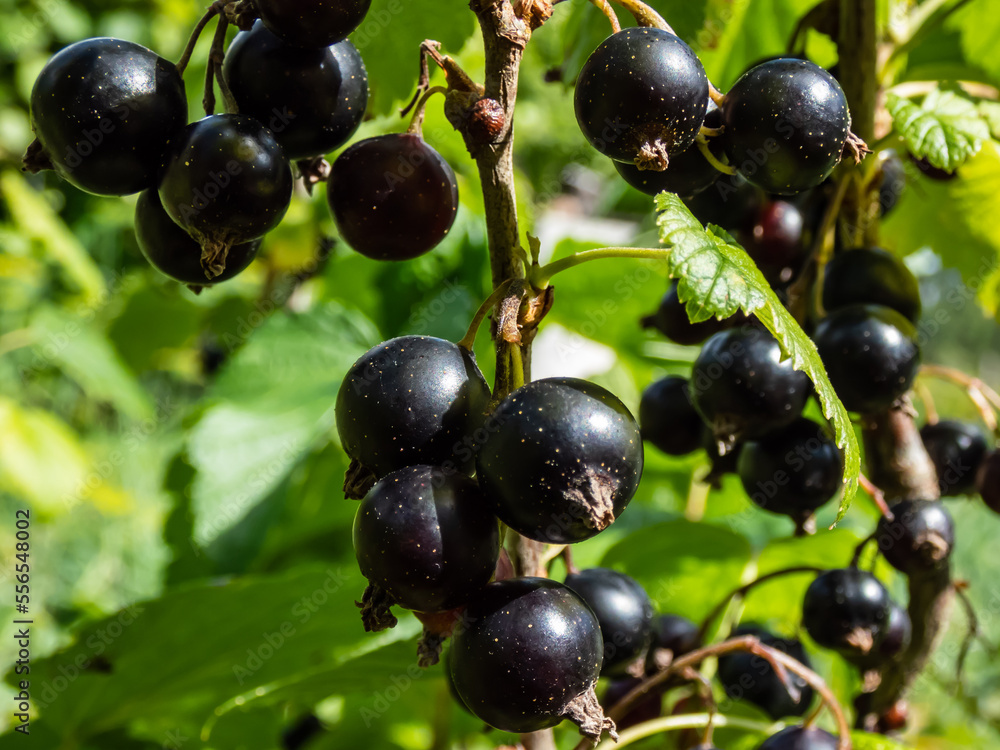 Perfect ripe blackcurrants (ribes nigrum) maturing on the branch between green leaves in the sunlight in home garden. Taste of summer and growing food Perfect ripe blackcurrants (ribes nigrum) maturing on the branch between green leaves in the sunlight in home garden. Taste of summer and growing food