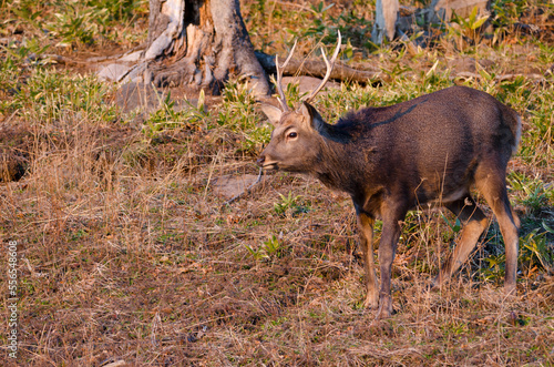 Male sika deer Cervus nippon yesoensis. Shiretoko National Park. Shiretoko Peninsula. Hokkaido. Japan.