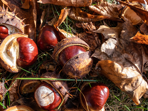 Close-up of fresh horse chestnuts (Aesculus hippocastanum). Autumn background with ripe brown horse chestnut and prickly shell on the top photo