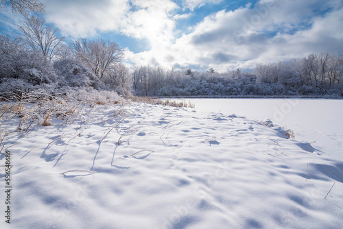 Obraz na plátne snow covered woodlands surrounding pond at salem hills park in inver grove heigh
