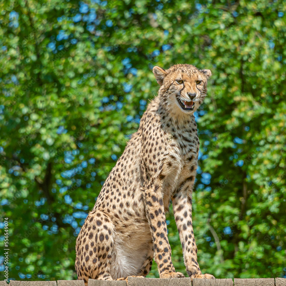 Portrait of strong and fast African cheetah Portrait of strong and fast African cheetah