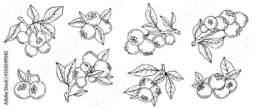 Linear sketches of blueberry branches with wild berries and foliage.Vector graphics.