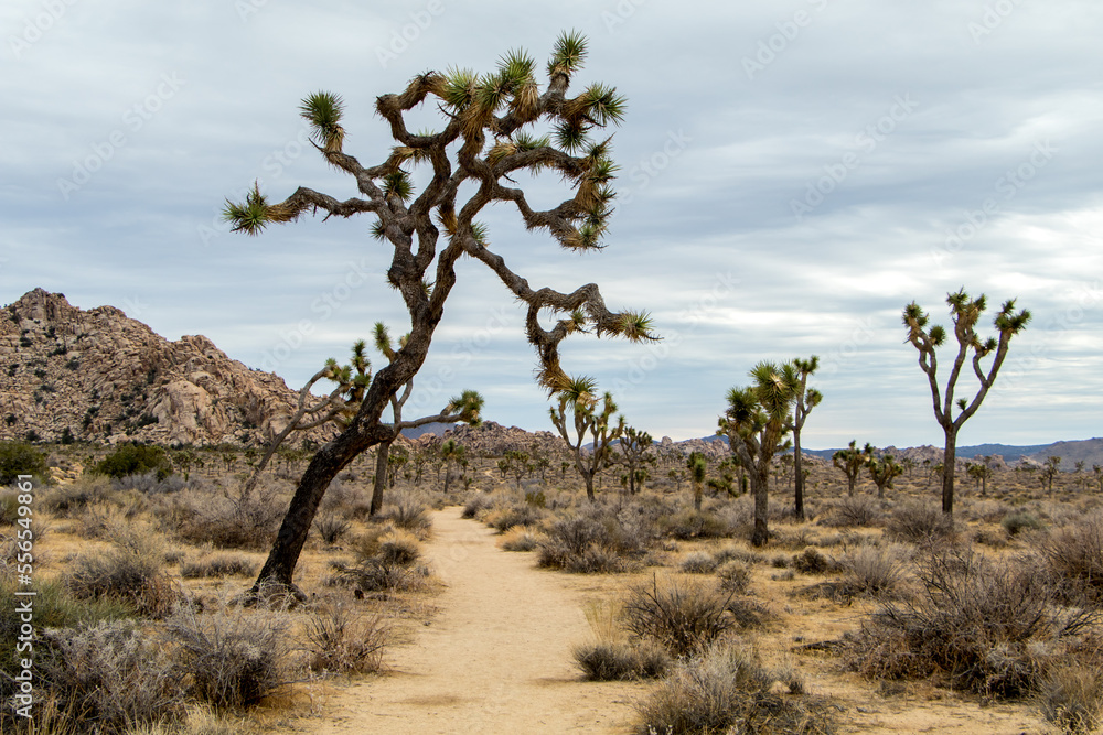 Joshua Trees in Joshua Tree National park, California Joshua Trees in Joshua Tree National park, California