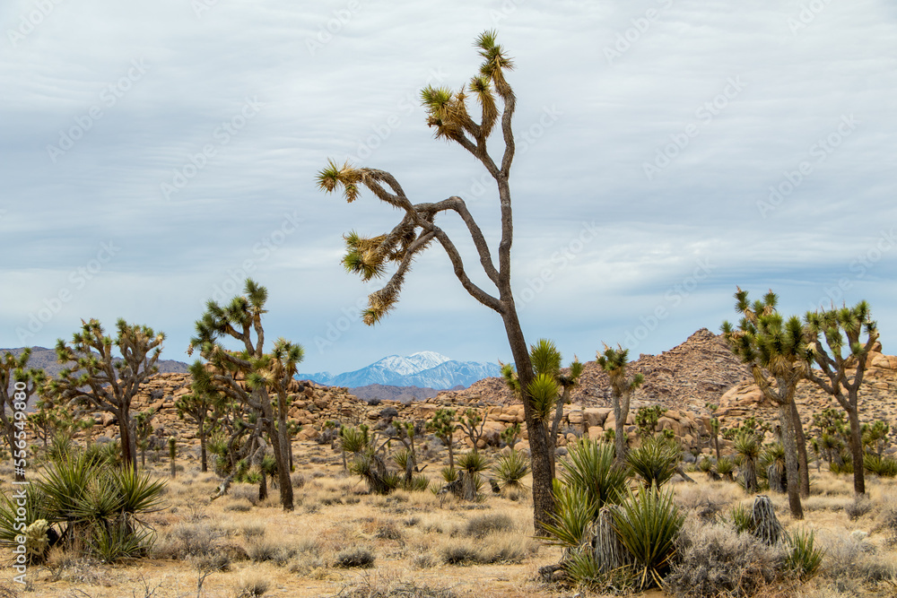 Joshua Trees in Joshua Tree National park, California