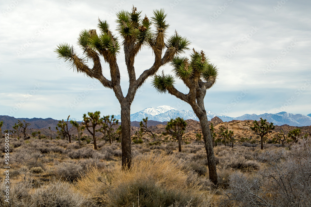 Joshua Trees in Joshua Tree National park, California Joshua Trees in Joshua Tree National park, California