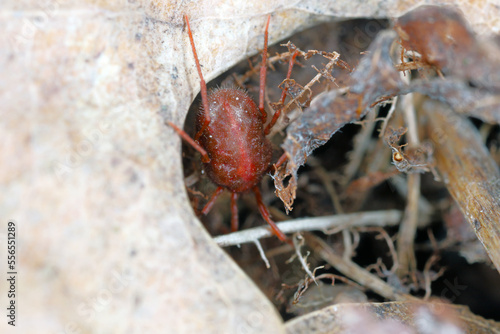 Erythraeus sp., family Erythraeidae, predatory mite looking for prey in the forest litter. photo