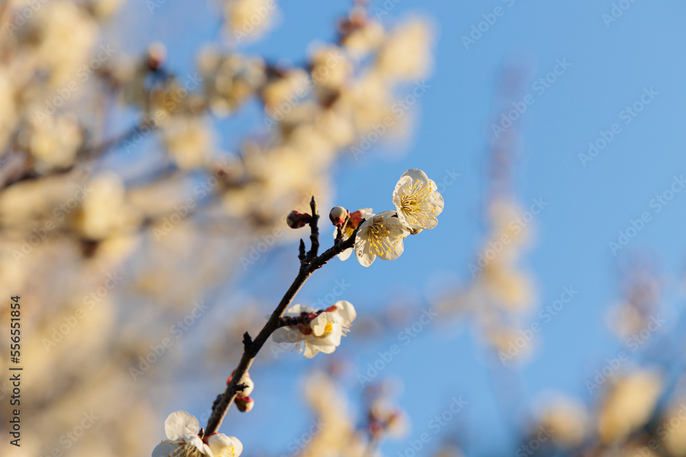 朝日を浴びて梅の花