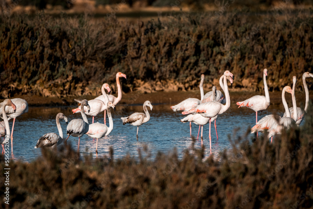 Naklejka premium Flamingo birds in the water in Ria de Formosa