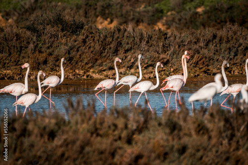 Foto Flamingo birds in the water in Ria de Formosa