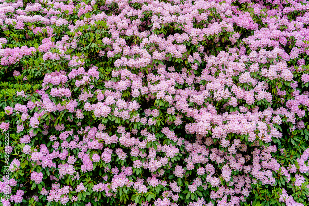 Fototapeta premium Background of sping flowering rhododendron.