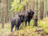 European wood bison 