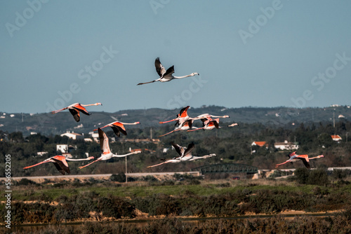 Flamingo birds flying above Ria de Formosa 