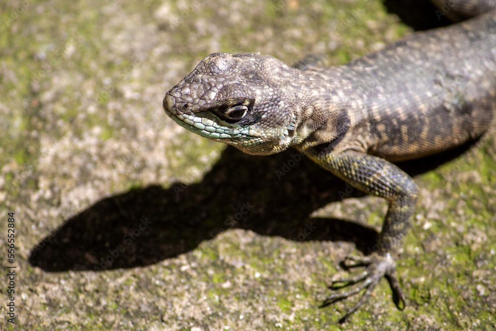 Gator Gator