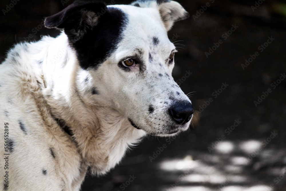 white dog portrait white dog portrait