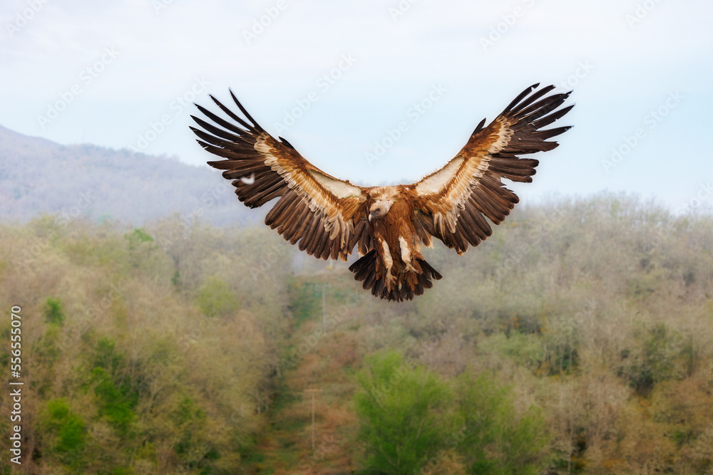 Obraz premium buitres -gyps fulvus