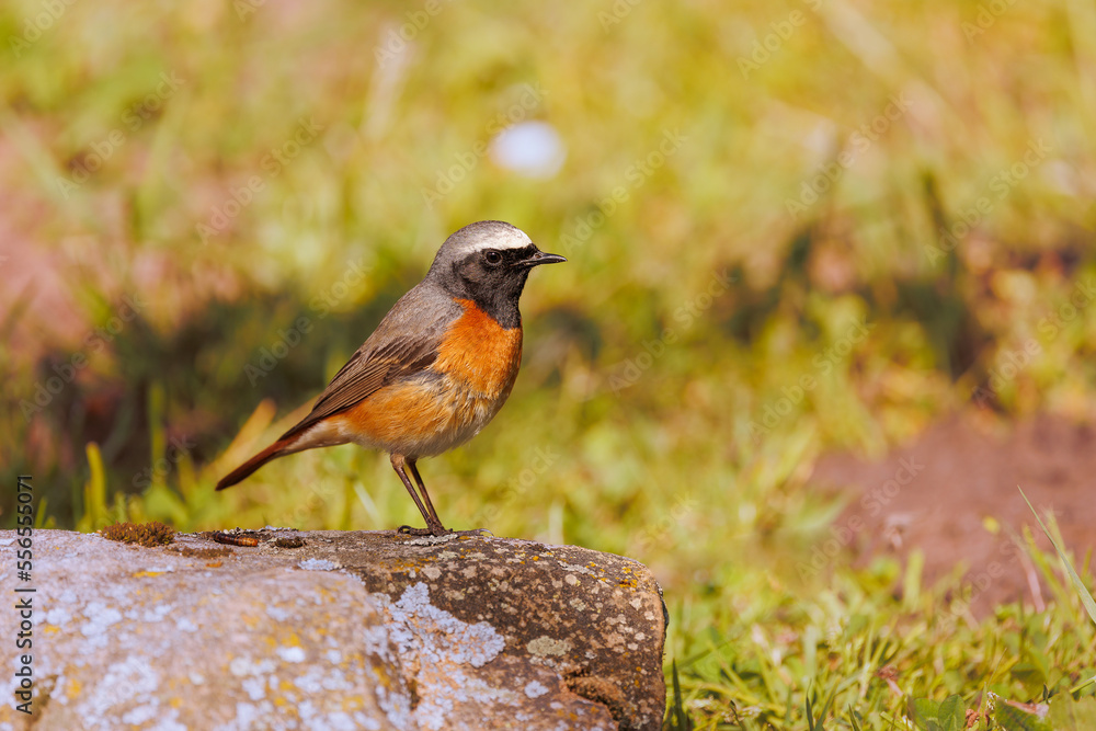 Fototapeta premium colorojo real -phoenicurus phoenicurus