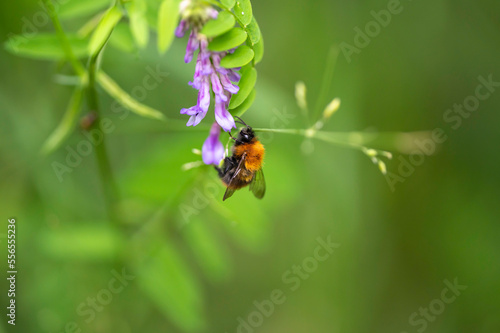 Close up of a bumblebee and pink flowers. Finland