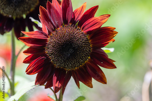 Close up of a red sunflower  helianthus annuus  head