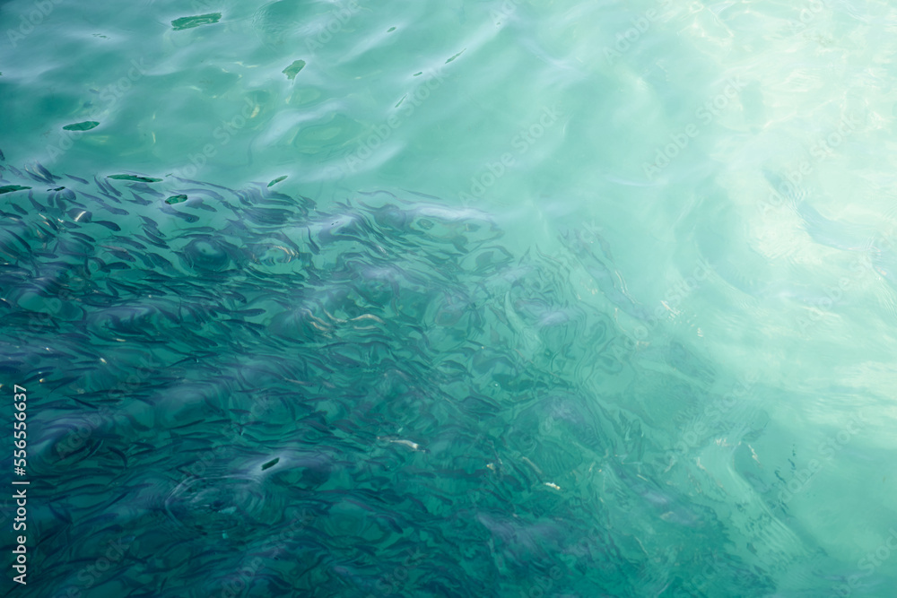 Blurry fish in tropical water as an abstract background. Blurry fish in tropical water as an abstract background.