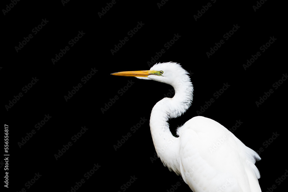 Great Egret Bird Isolated on Black Background Great Egret Bird Isolated on Black Background