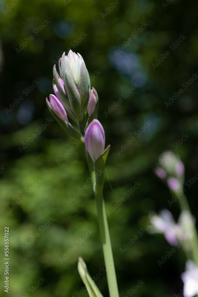 Purple Flower Buds in Garden Purple Flower Buds in Garden