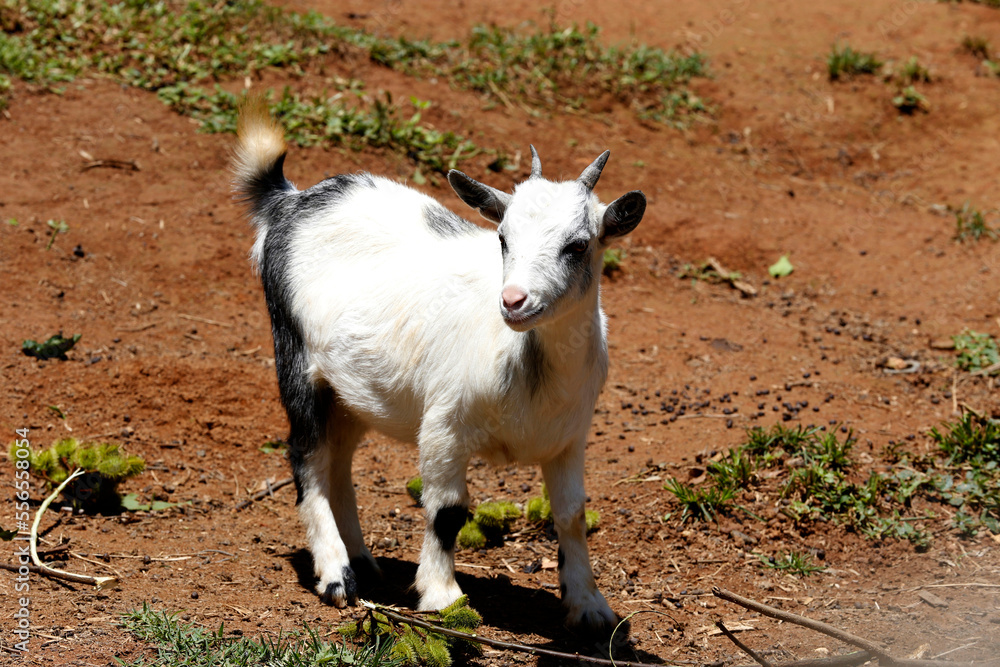 Obraz premium Closeup of mini goat. Brazil