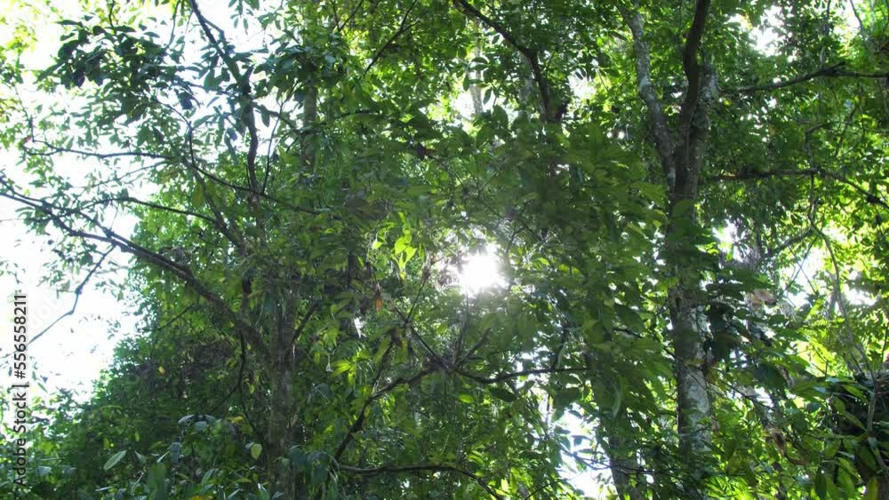 Tropical Forest With Sunlight. Lush Of Evergreen Jungle With Dense Rainforest Plants Vegetation
Tropical Forest With Sunlight. Lush Of Evergreen Jungle With Dense Rainforest Plants Vegetation