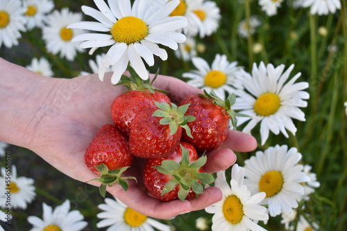 Fototapeta Naklejka Na Ścianę i Meble -  Hand holding strawberries in white flowers