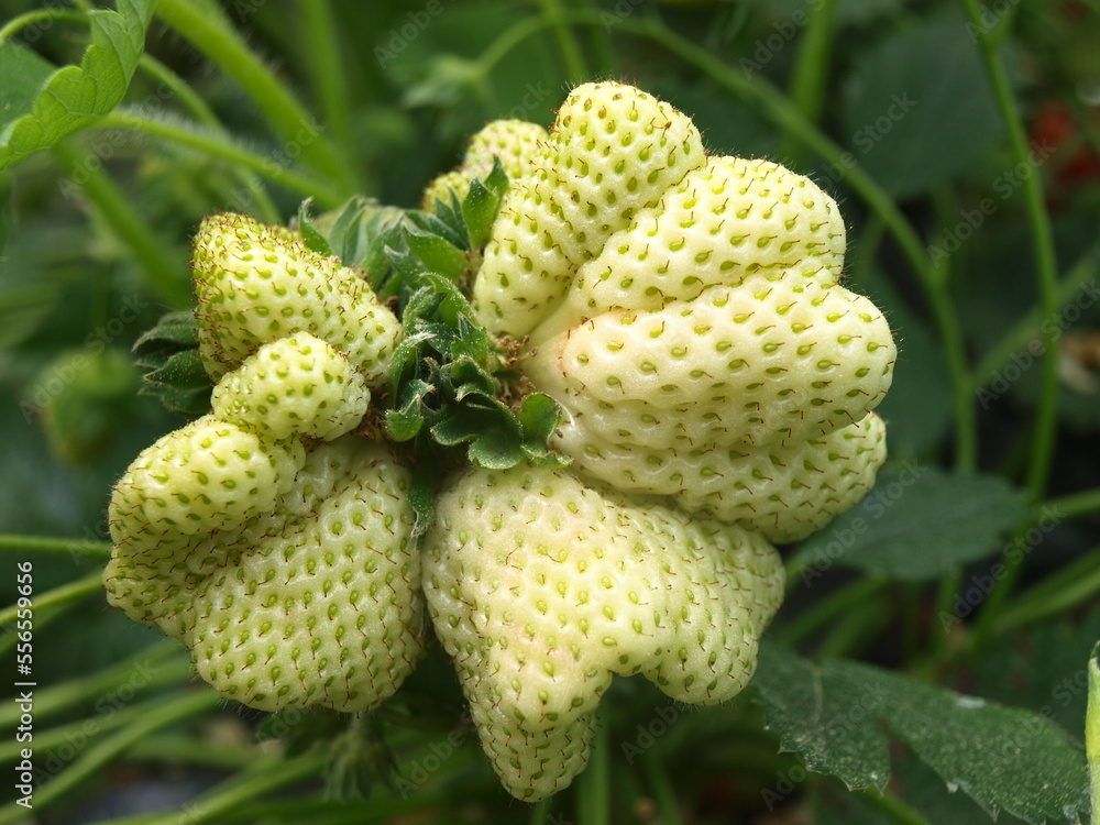 Unripe mutant strawberry on crop with fasciation Unripe mutant strawberry on crop with fasciation