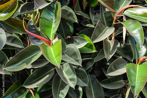 View of green plant outdoors, closeup