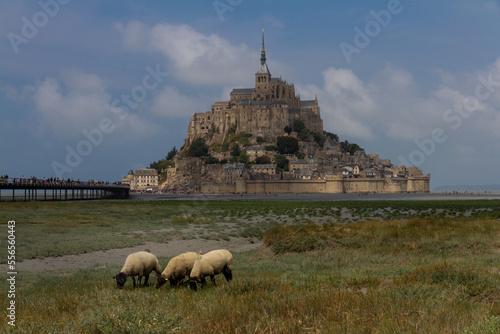 Sheep and Mont Saint-Michel