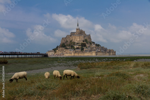 Sheep and Mont Saint-Michel