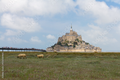 Sheep and Mont Saint-Michel