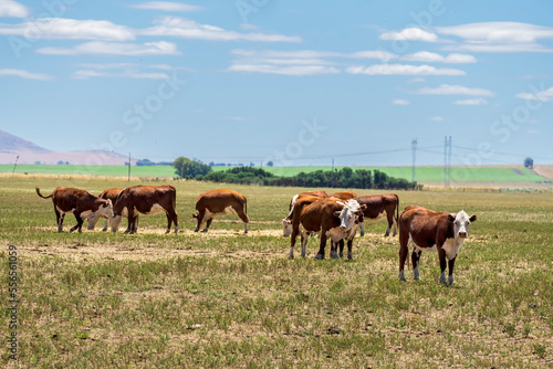 Group of Polled Hereford cows grazing in a field in Argentina.