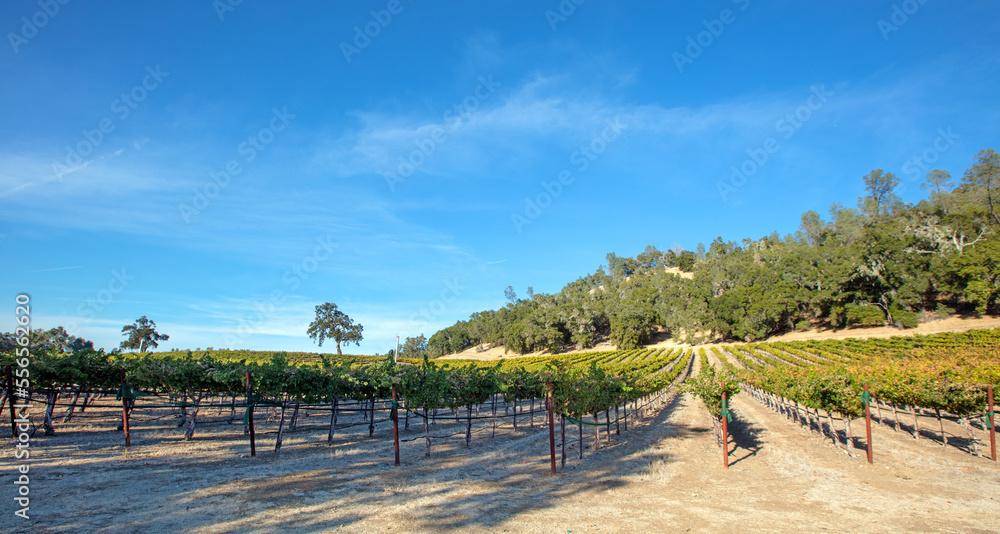 Winery vineyard in Paso Robles California United States