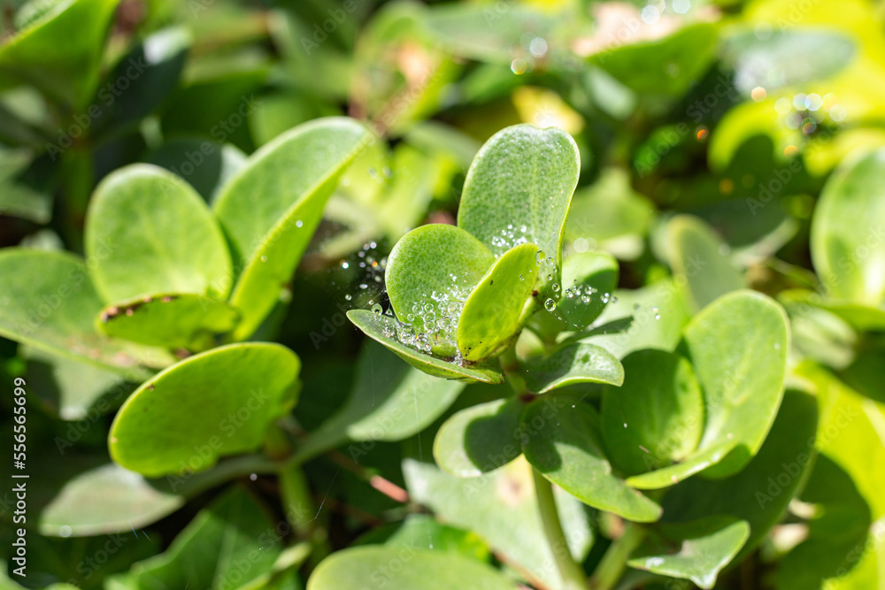 A spider web and dew on the succulent plant A spider web and dew on the succulent plant