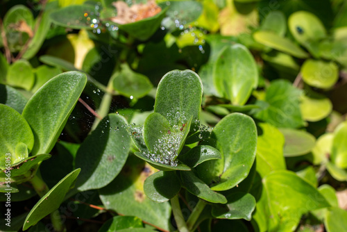 A spider web and dew on the succulent plant