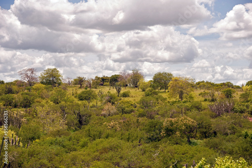 Vegetação da Caatinga Brasileira, semiárido com céu azul © GlobalFotoeArte