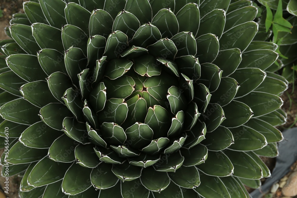 Beautiful green agave growing outdoors, top view. Succulent plant Beautiful green agave growing outdoors, top view. Succulent plant