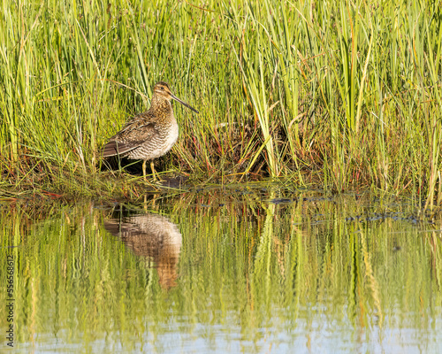Fotografie, Obraz An elusive Wilson's Snipe is reflected in a beaver pond's water, Wyoming