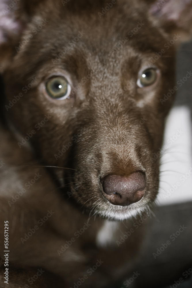 Podenko ibitsenko, ibisan greyhound, ibizan. Hunting dogs breed. Portrait of brown puppy with green clever eyes. Mixed breeds of canine. Abandoned stray pup background. Protection of abandoned animals Podenko ibitsenko, ibisan greyhound, ibizan. Hunting dogs breed. Portrait of brown puppy with green clever eyes. Mixed breeds of canine. Abandoned stray pup background. Protection of abandoned animals