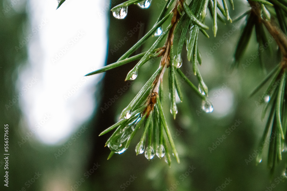 Rain Drops On Evergreen Branch
