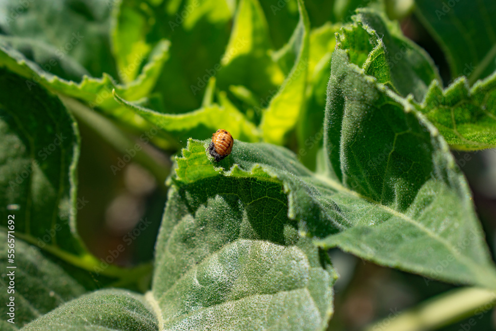 ladybug on leaf
ladybug on leaf