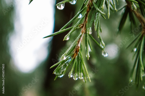 Foto Evergreen conifers pine spruce tree branch long needles with drops of dew, rain