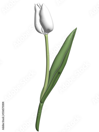 Tulips in 3D rendering style. on a transparent background