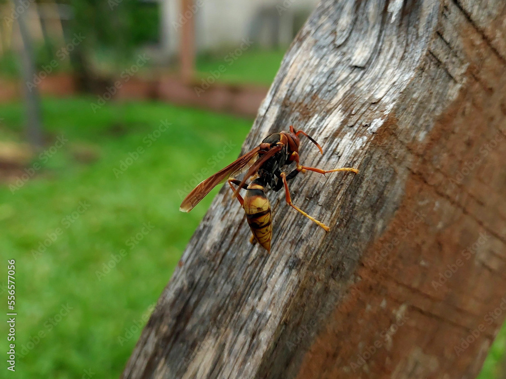 Isolated close-up wasp stands on a piece of wood of a farm. Isolated close-up wasp stands on a piece of wood of a farm.