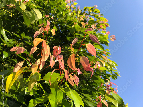Close-up cinnamon tree with new leaves coming in red color in spring season.
