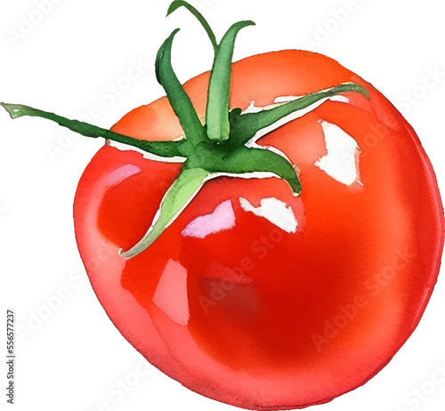 tomato hand drawn with watercolor painting style illustration